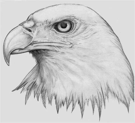 Eagle Drawing Eagle Drawing Color Pencil Drawing Phot