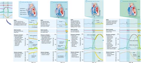 BIOL252 Exam 3 UNC Flashcards Quizlet