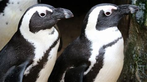 Una pareja gay de pingüinos roba los huevos de una pareja de lesbianas