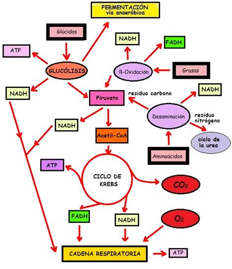 La Biograf A De La Vida El Metabolismo Constructor El Cedazo