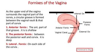 Anatomy Of Female Genital Organs Auto Saved Ppt