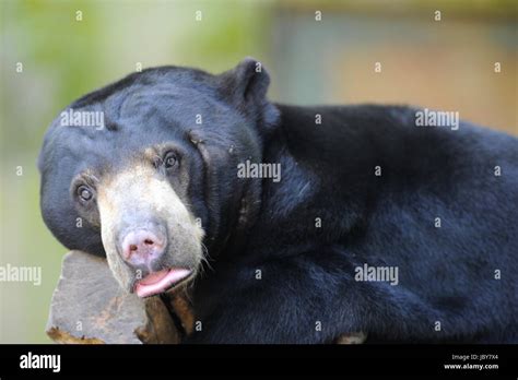 A close up shot of a wild Sun Bear Stock Photo - Alamy