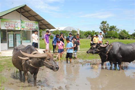 Thai Farming and Buffalo Experience