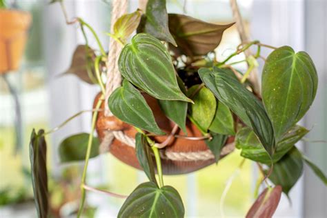 Philodendron Micans Care And Growing Guide