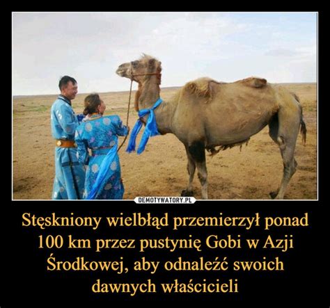 Stęskniony wielbłąd przemierzył ponad 100 km przez pustynię Gobi w Azji