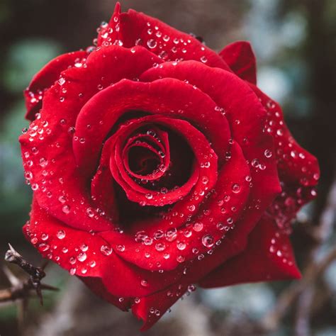 Download Water Drop Red Rose Petal Bokeh Dew Macro Flower Rose Nature Pfp