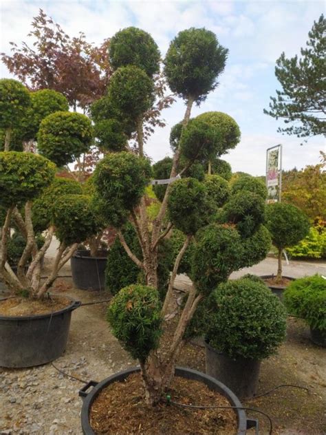 Taxus Media Hicksii Fruchtende Bechereibe Gartenfachbetrieb