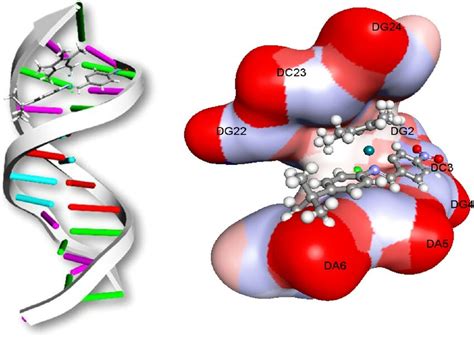 Molecular Docked Model Of Complex 2 With Dna Pdb Id 1bna Download