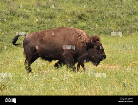 American Bison Roaming And Meandering In A Large Meadow In North Dakota