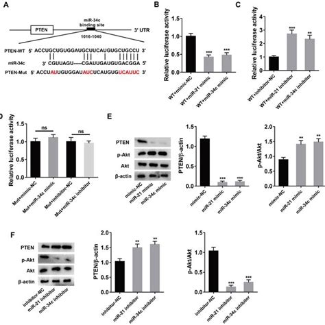 Mir 34c Targeted Silencing Pten And Activated The Akt Signaling Download Scientific Diagram