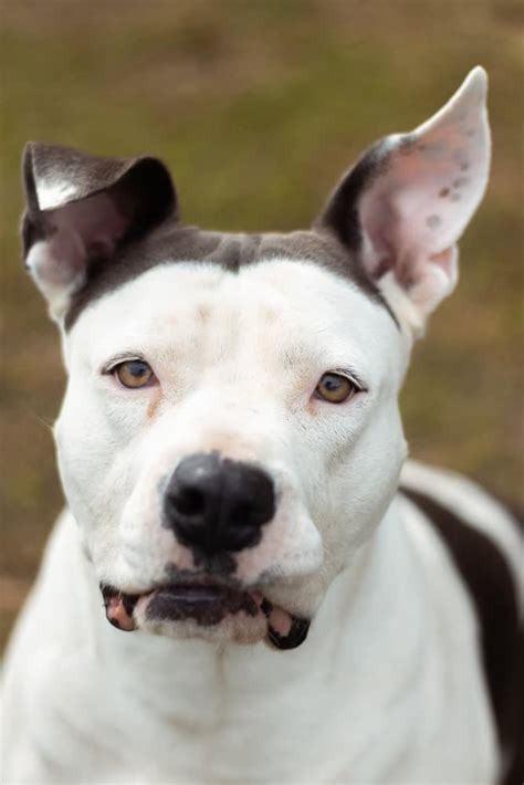 Dogo Argentino Características Y Cuidados Aon Seguro Para Perros Y Gatos