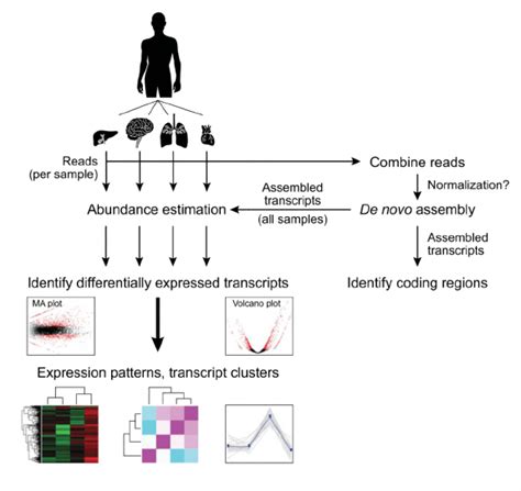 De Novo Transcriptome Assembly And Analysis Workflow Download
