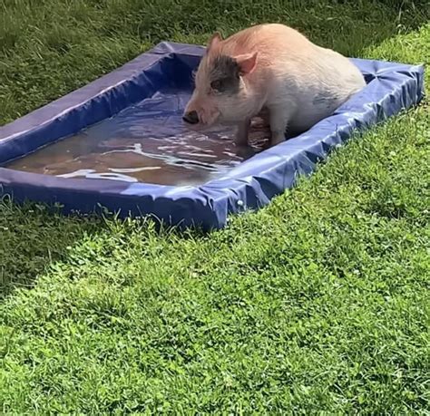 Can Anybody Tell Me Where I Can Get This Perfect Piggy Pool Or At