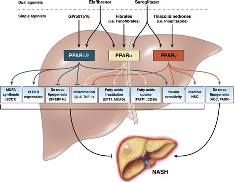 Transcriptional Regulation Of Metabolic Pathways Via Lipid Sensing