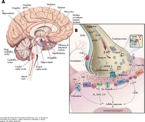 Neurotransmitter And Neuropeptide Systems Serotonergic System