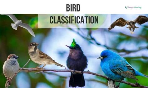 Feathered Hierarchies Exploring The Classifications Of Birds