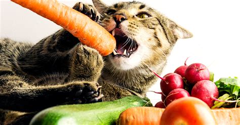 Fruits Que Les Chats Peuvent Manger Sans Risque Sepicat