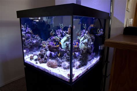 Precise Amount Of Salt Needed For A Gallon Saltwater Tank