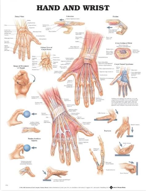 Hand And Wrist Chart Adam Rouilly