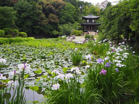 勧修寺の花菖蒲 京都旅屋