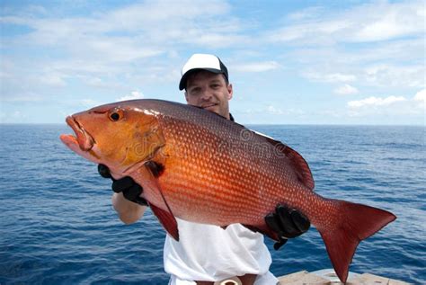 Pargo Rojo Foto De Archivo Imagen 33854150