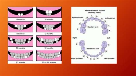 Eruption Sequence Of Primary Teeth