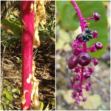 Pokeweed berries – Eliza Howell Nature Walks