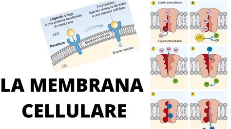 La Membrana Cellulare Trasporto Funzione Struttura YouTube