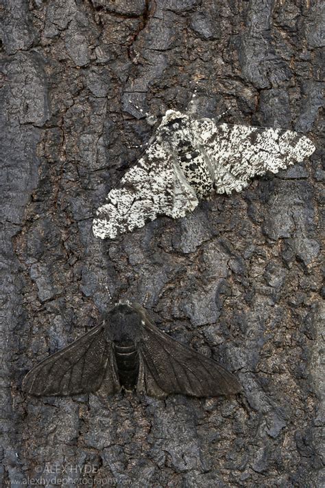 Peppered Moth Biston Betularia Industrial Melansim Alex Hyde