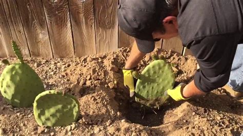 How To Root A Prickly Pear Cactus This Post Will Teach You All About