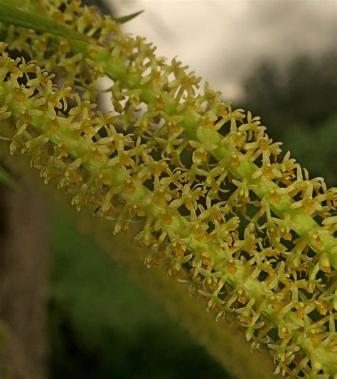 Oberonia Plant Orchidaceae Image At Phytoimages Siu Edu