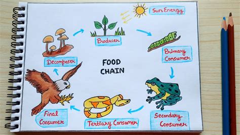 Food Chain Diagram Easy How To Draw Food Chain Drawing Step By Step