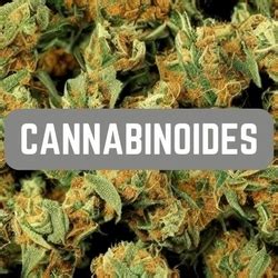 Guide du débutant pour comprendre les cannabinoïdes Lexique