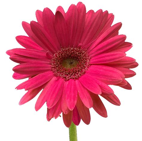 Pink Gerber Daisies