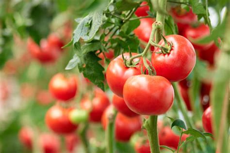 Tomate Pyros Barquette De Jardiprix Sp Cialiste En