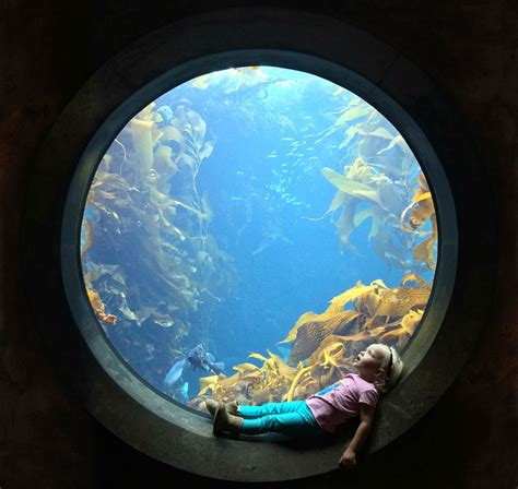 Sitting In Circular Window At The Aquarium TwistedSifter