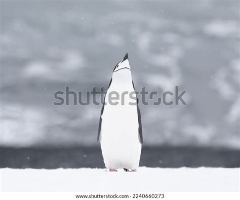 Chinstrap Penguin Standing Tall Snow Antarctica Stock Photo