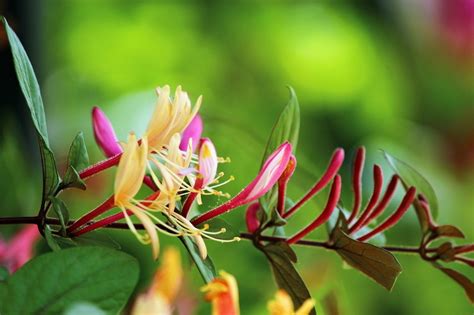 Madressilva uma planta muita história Dicas de Jardinagem