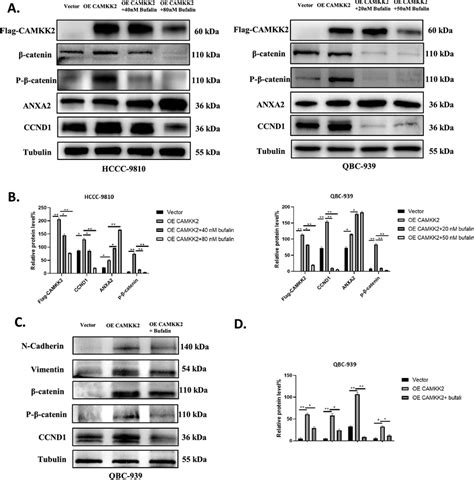 Bufalin Inhibits Camkk2 Induced Wnt β Catenin Signaling Pathway In Download Scientific Diagram