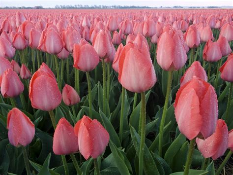 Photography Blog Beautiful Tulip Flower