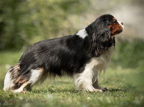 Du Paradis d Eole Élevage de Cavalier King Charles Spaniel à Bellersdorf