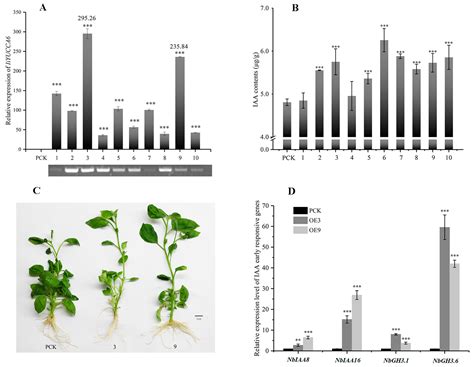 Ijms Free Full Text Genome Wide Identification And Analysis On