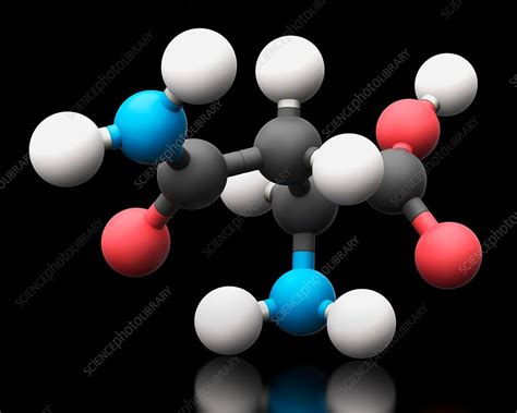 Asparagine amino acid molecule - Stock Image - C030/0642 - Science Photo Library