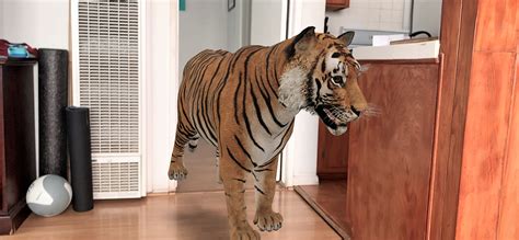 Bengal Tiger 3D Animals Google / Google 3d How To Use Google 3d Animals Express Co Uk : Over the ...