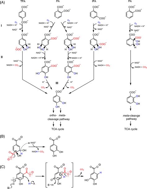 Aerobic Degradation Of Phthalic Acids A Left Three Panels