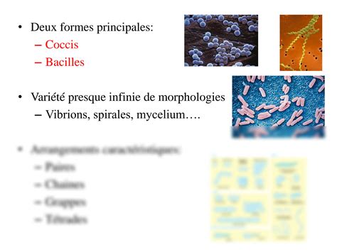 Solution Anatomie Et Physiologie Bact Rienne Studypool