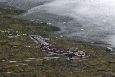 Photographer Captures River Otter Trio Hunting In Pennsylvania Stream