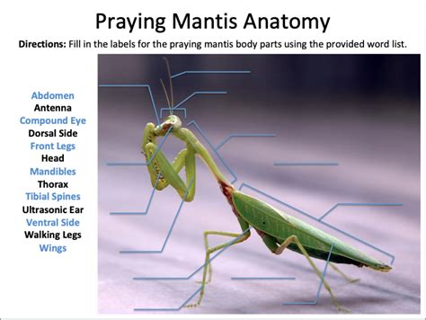 Praying Mantis Anatomy