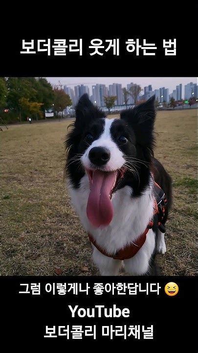 보더콜리 웃게 만드는 방법 Shorts 보더콜리 Bordercollie 강아지 Dog 강아지일상 Adorable