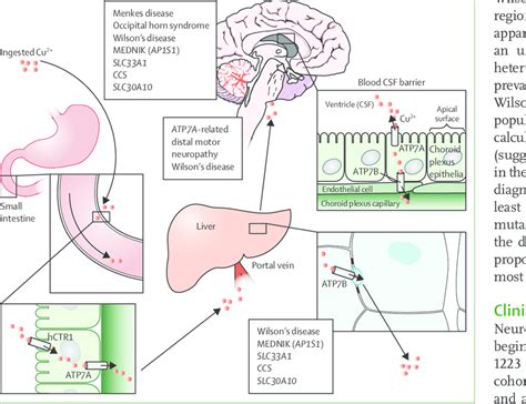 Healthy Copper Metabolism And The Molecular Mechanisms Of Copper